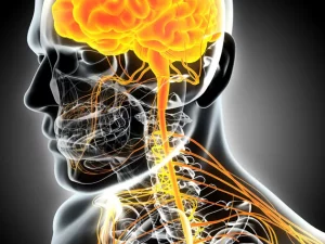 systeme_nerveux_-_3d_illustration_male_nervous_system_-_yodiyim